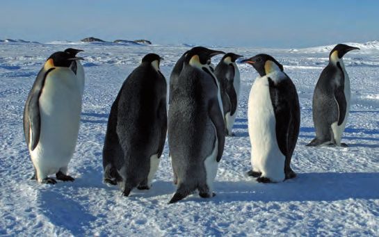 Eine Gruppe von Pinguinen, die im Schnee stehen.