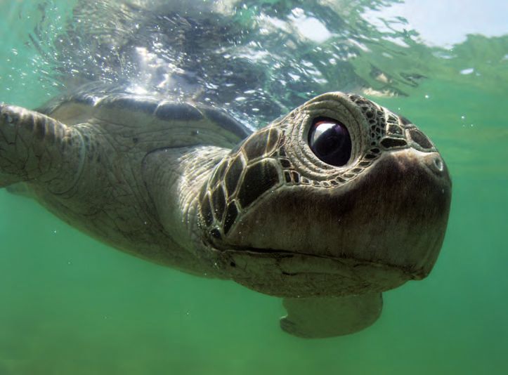 Eine Schildkröte schwimmt im Wasser mit einem schwarzen Rahmen.
