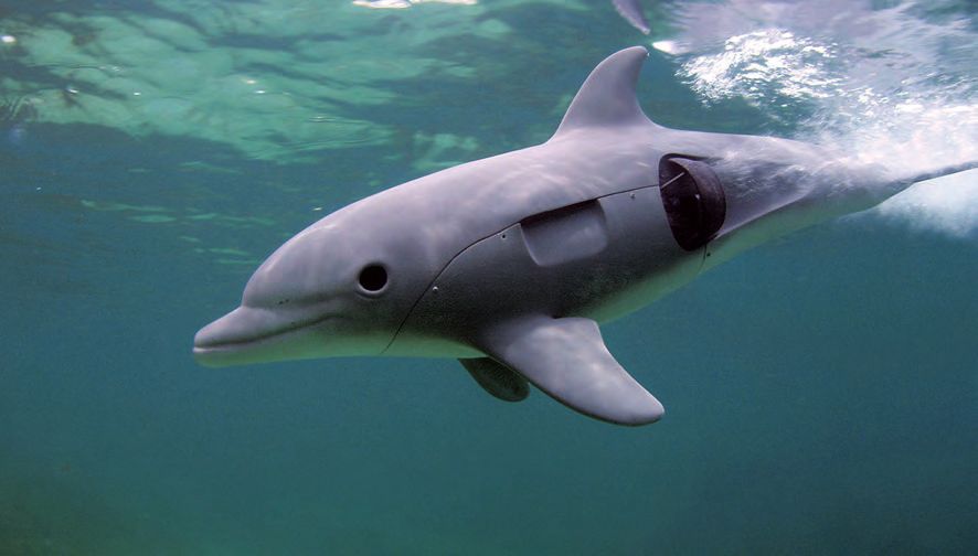 Ein grauer Delfin schwimmt im Wasser mit schwarzer Nase.