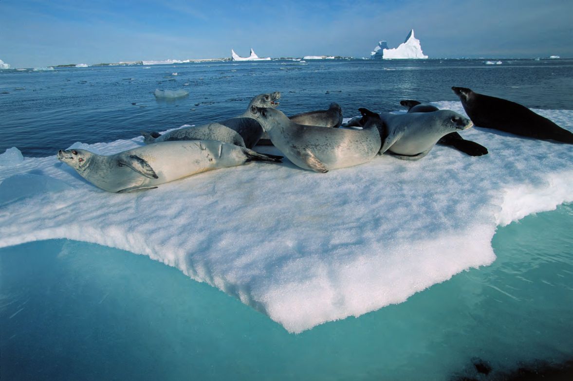 Eine Gruppe von Robben liegt auf einem schneebedeckten Strand.