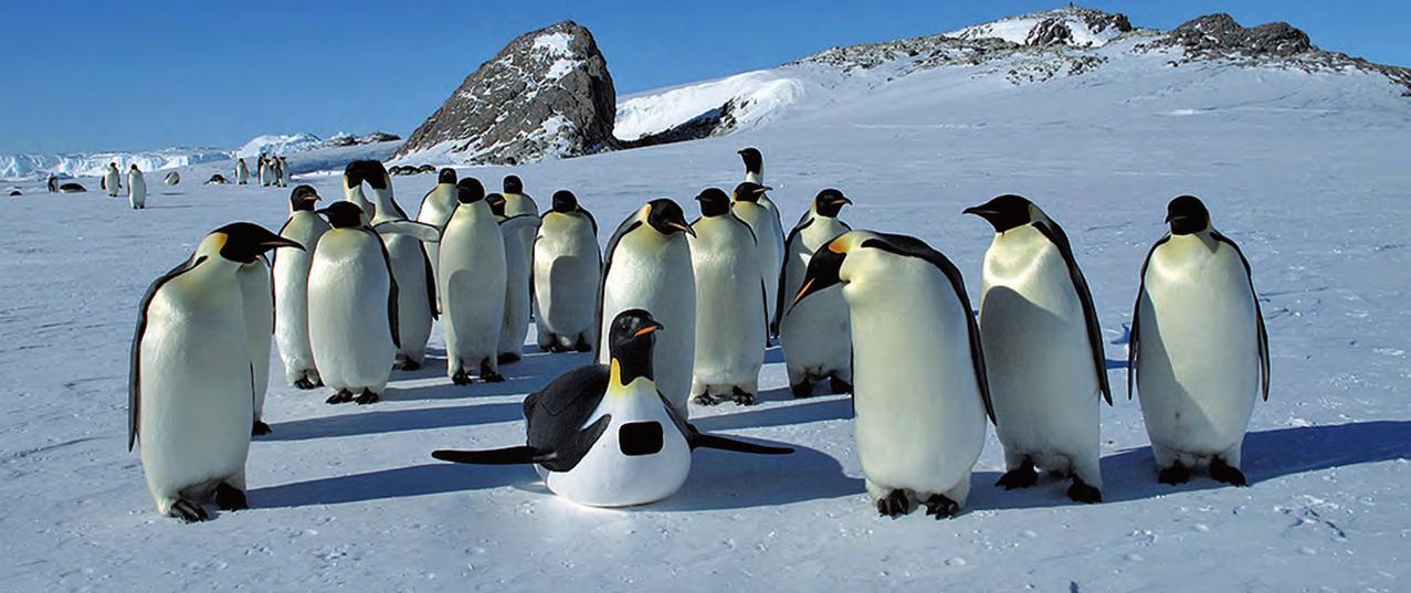 Eine Gruppe von Pinguinen, die im Schnee stehen.