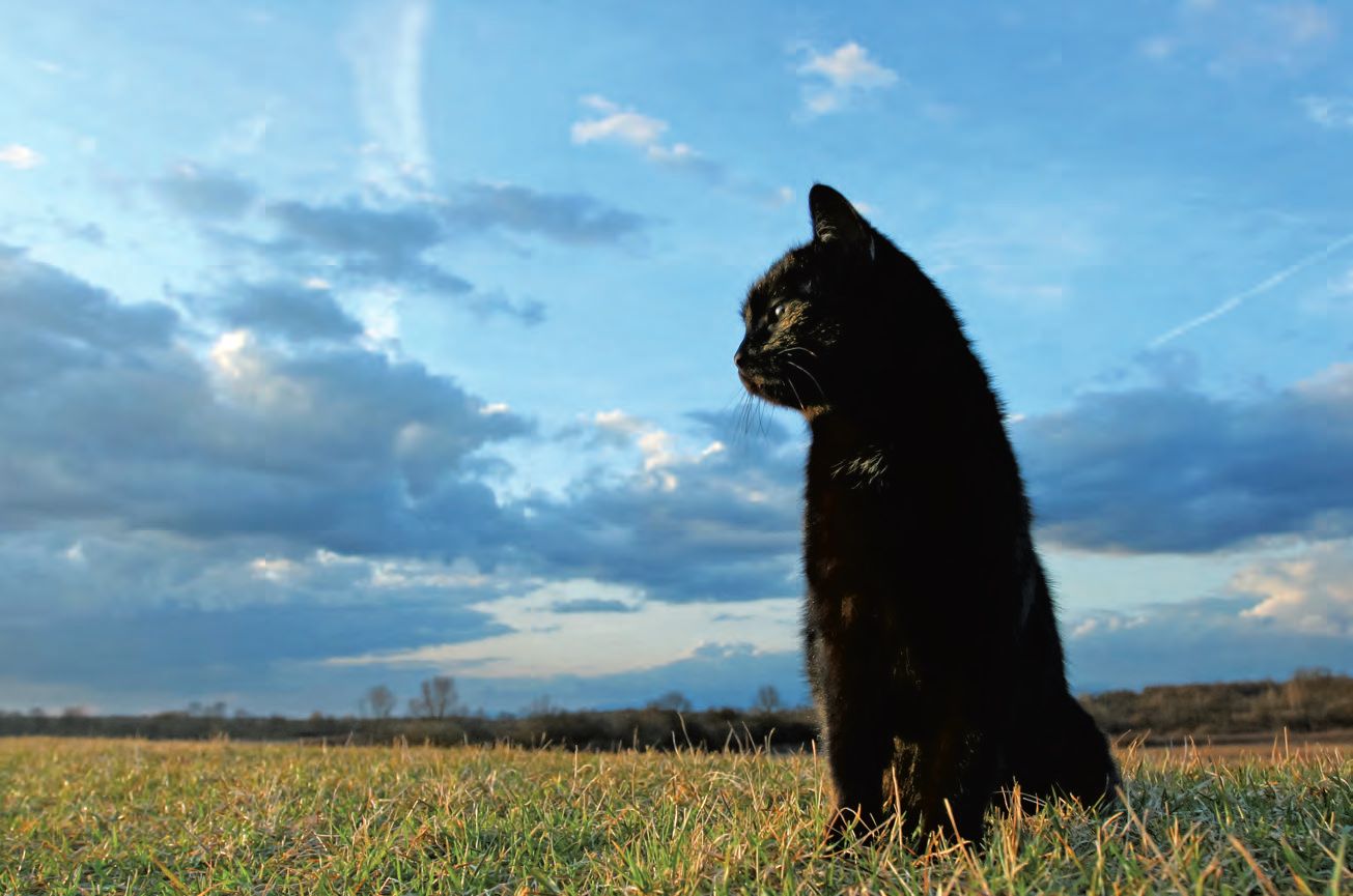 Eine schwarze Katze sitzt in einem Grasfeld.
