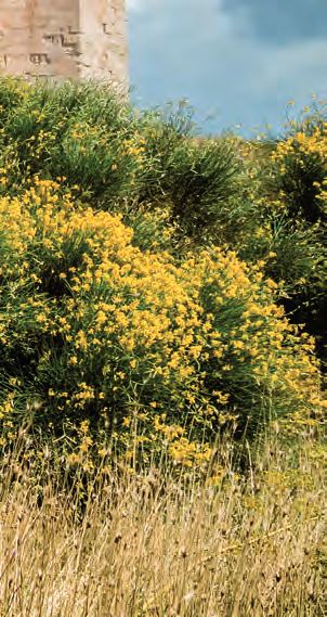 Ein Feld mit gelben Blumen und Gras vor einem Gebäude.