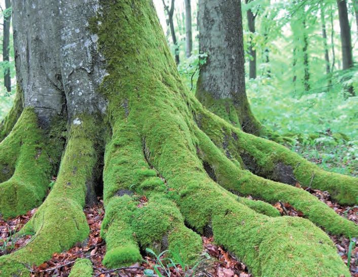 Ein Moss bedeckte einen Baum in einem Wald mit vielen Bäumen.