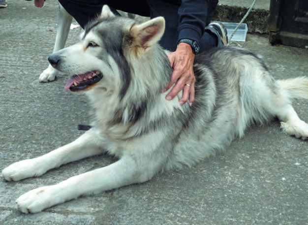 Ein husky Hund, der auf dem Boden liegt, mit einer Person, die ihn klebt.