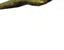 Ein Bild von einem Stück Holz mit weißem Hintergrund.