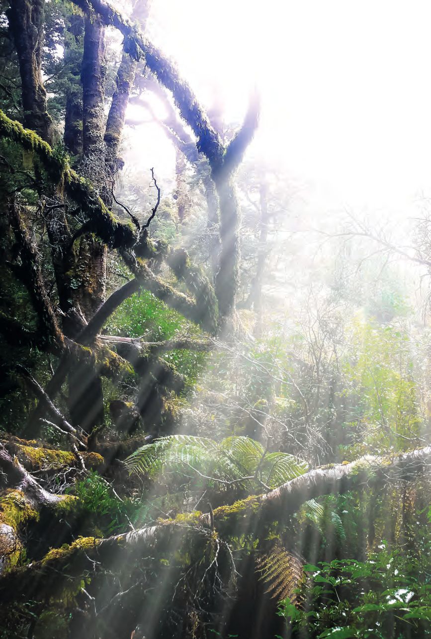 Ein Wald voller Bäume und Pflanzen.