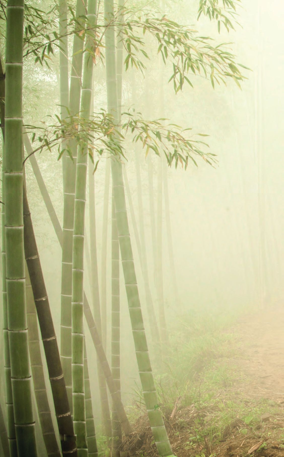 Ein Wald voller großer, in Nebel bedeckter Bäume.