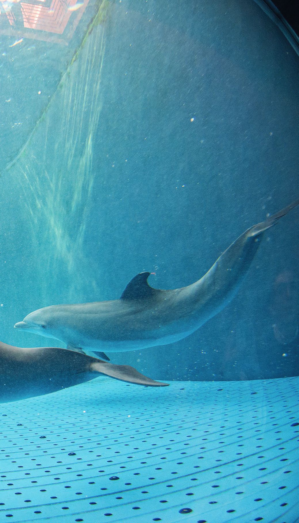 Zwei Delphine schwimmen mit einem Netz im Wasser.