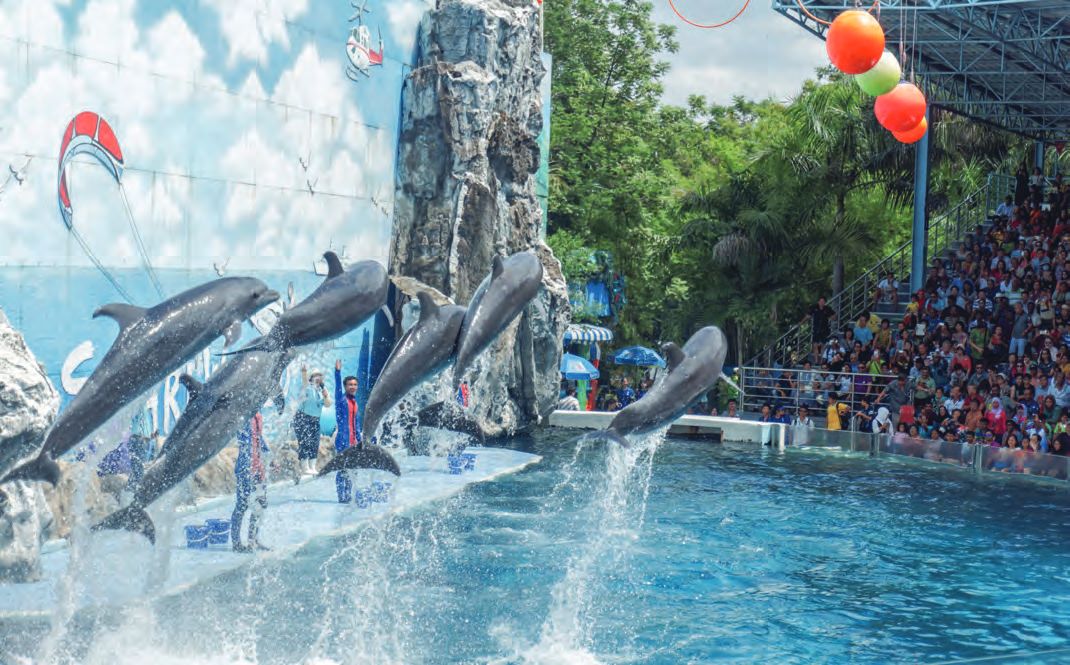 Eine Gruppe von Delfinen springt aus dem Wasser in einem Zoo.