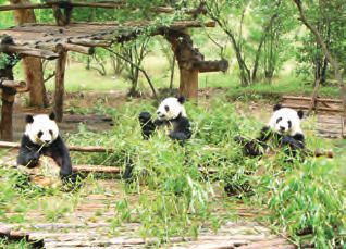 Vier Pandabären essen Bambus in einem Zoo.