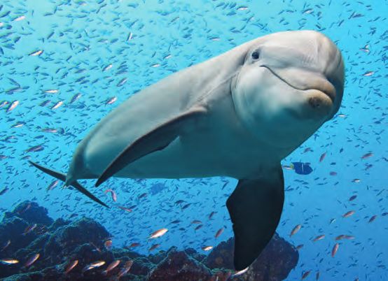 Ein Delfin schwimmt im Wasser mit vielen Fischen.