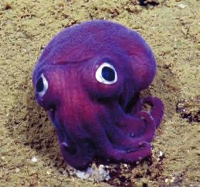 Eine lila Oktopus mit Augen auf dem Sand.