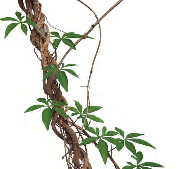 Ayahuasca Einer uralten Medizin auf der Spur – Abbildung 7
