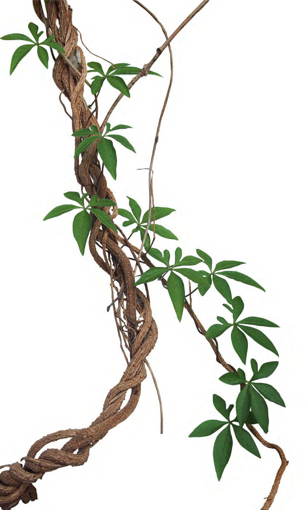 Ayahuasca Einer uralten Medizin auf der Spur – Abbildung 8