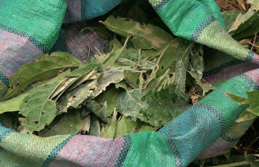 Ayahuasca Einer uralten Medizin auf der Spur – Abbildung 9