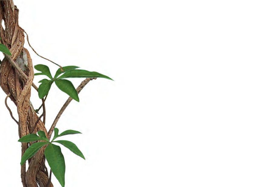 Ayahuasca Einer uralten Medizin auf der Spur – Abbildung 25