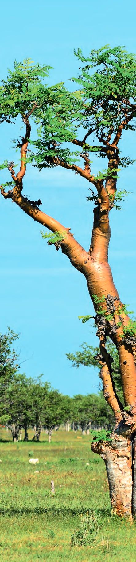 Graubehaarte Zistrose – Abbildung 4