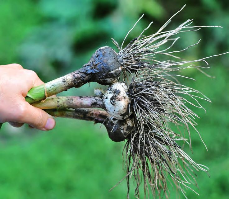 Knoblauch – Abbildung 2