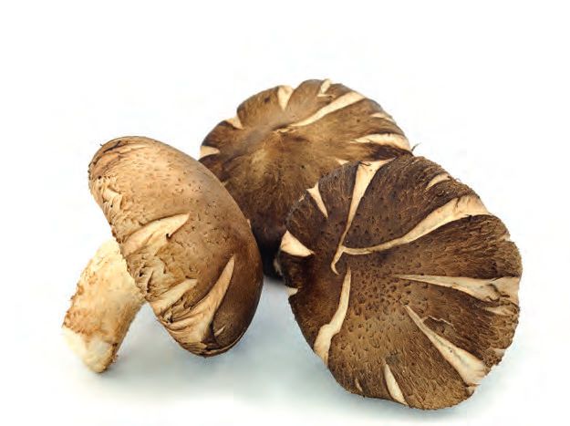 Königspilz Shiitake – Abbildung 2