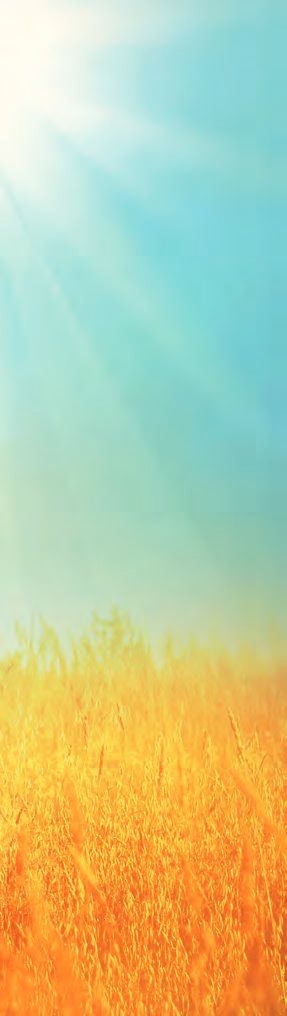 Wundermittel Vitamin D3 – Abbildung 12
