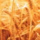 Bio-Wunder dank Energie aus dem All: Die Bildbeweise von Wolfgang Steiner – Abbildung 1