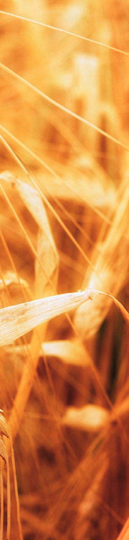 Bio-Wunder dank Energie aus dem All: Die Bildbeweise von Wolfgang Steiner – Abbildung 5