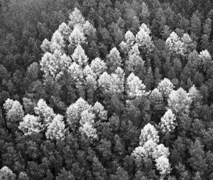Ein schwarz-weißes Foto von Bäumen im Wald.