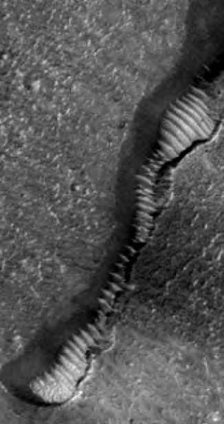 Ein schwarz-weißes Bild eines Fisches im Sand.