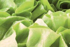 Hau’ rein, was Dir schmeckt: Die grössten Food-Mythen – Abbildung 15