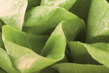 Hau’ rein, was Dir schmeckt: Die grössten Food-Mythen – Abbildung 18