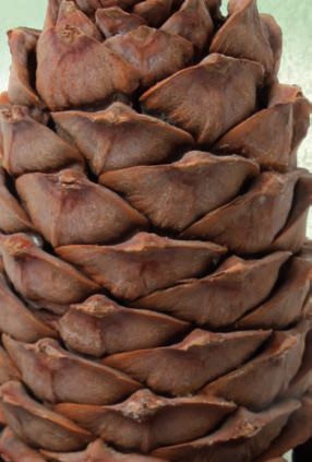 Pflanzen statt Pillen – Abbildung 38