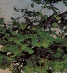 Polarlichter: – Abbildung 53