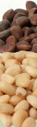 Zederkerne aus dCholesterinsenker, Vitaminbomben und Appetithemmer – Abbildung 16